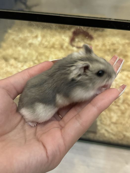 Хомяк джунгарский