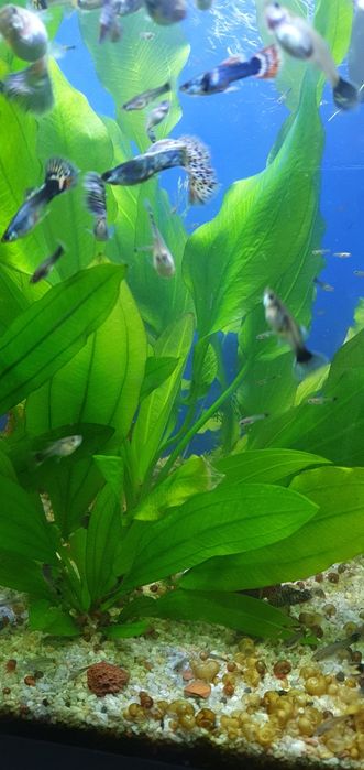 Эхинодорус Аргентинский