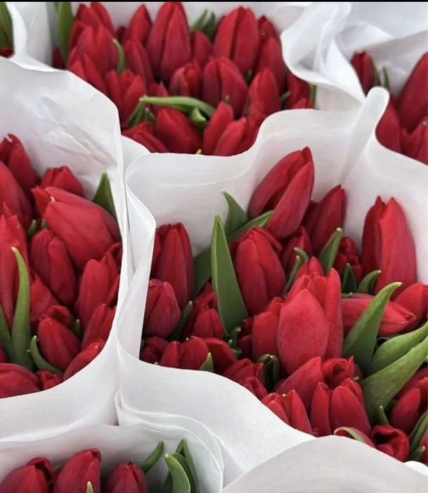 Тюльпаны экстра класса