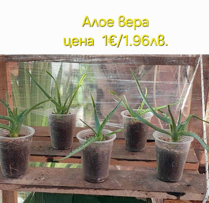 Стайни и градински растения на супер цени.