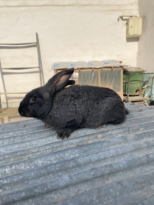 Quyon velikan toza qon