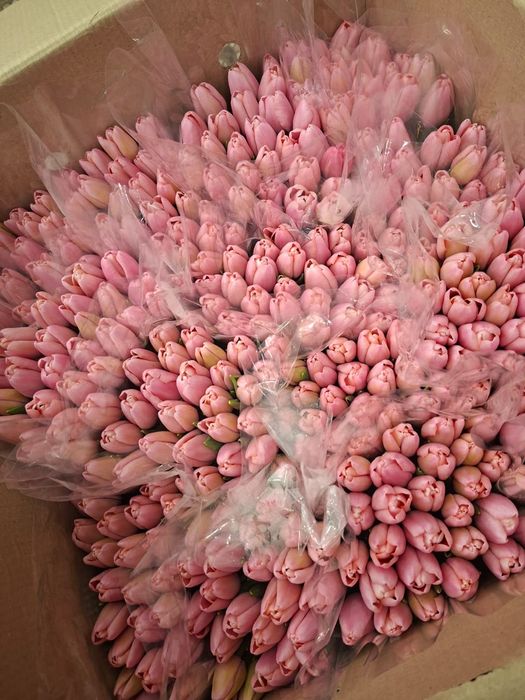 Тюльпаны  букеты  с доставкой по городу
