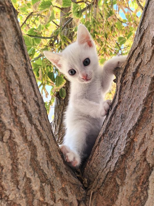 Марғаулар, котята 1 айлық