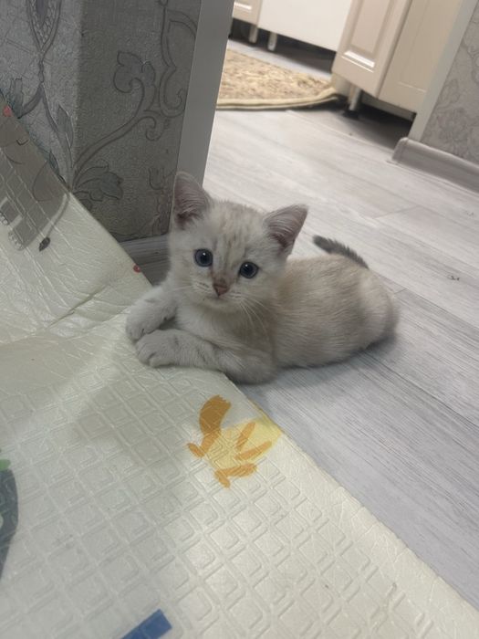 Кошки белоснежна