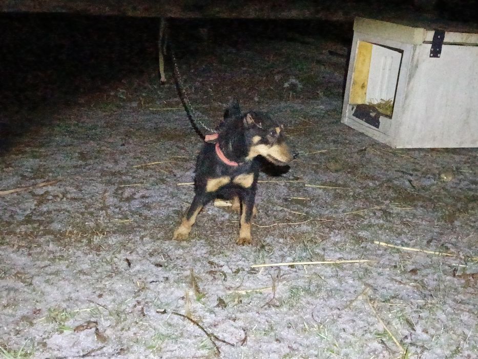 Ягдтерьер сатыладв