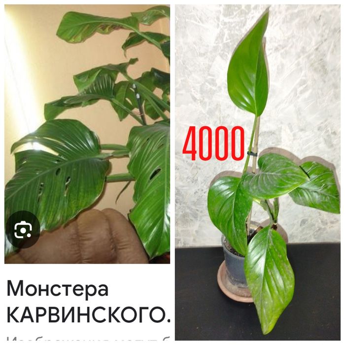 Цветы.  домашние