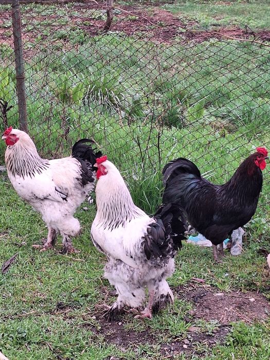 2 Cocosi Brahma  an 2025 cauta familie noua!!