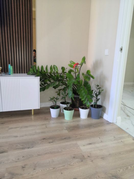 Цветы домашние денежные