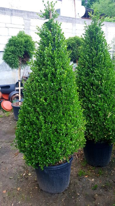 Prunus laurocerasus pentru gard viu