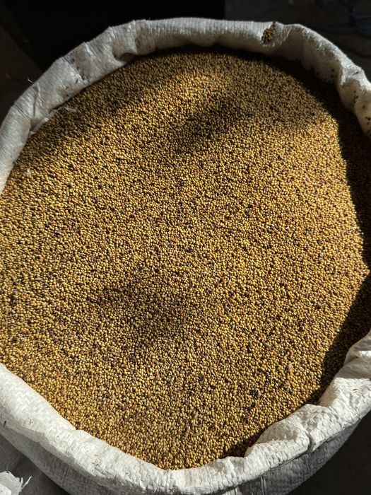 Lucerna-Trifoi-Ghizdei