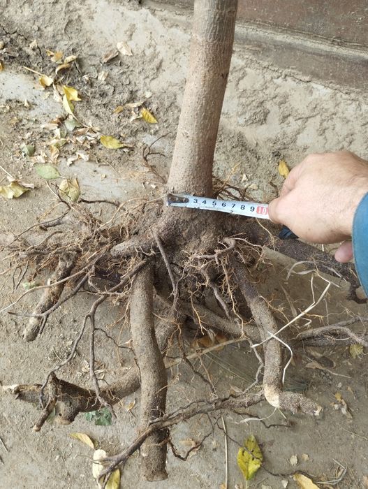 Пауловния фиданки