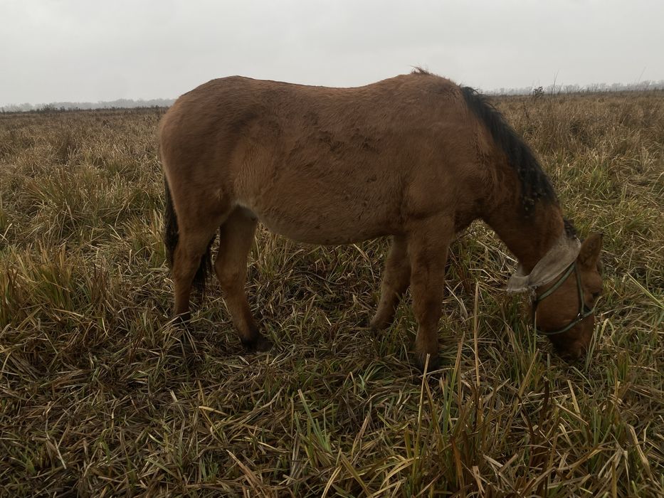 Еркек тай жеребчик Башкир