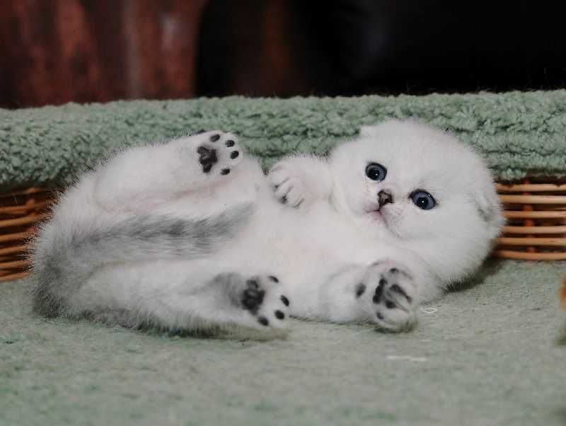 Продаются вислоухие Шиншиллы