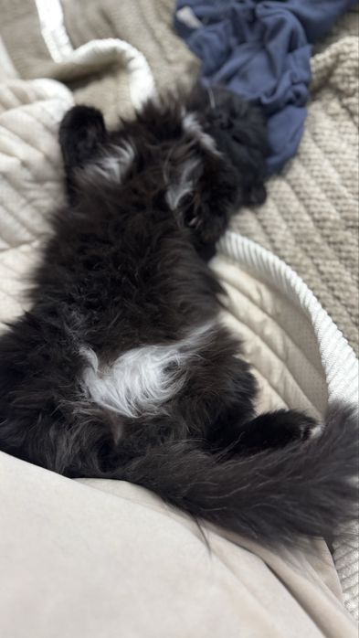 Отдать кошку в хорошие руки