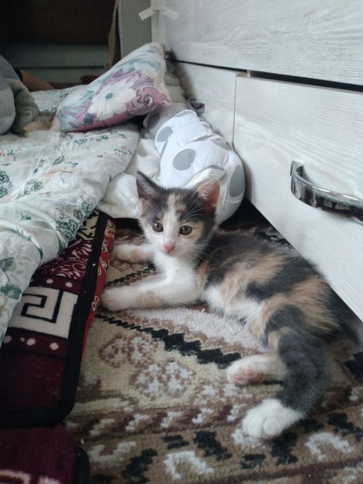 Отдадим котят в хорошие руки.  Котята домашние, в еде не привередливые