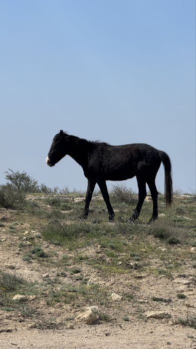Міңгі құнан сатылады