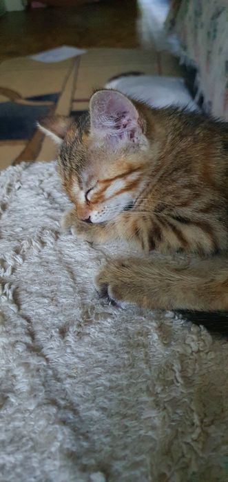 Красивый котёнок