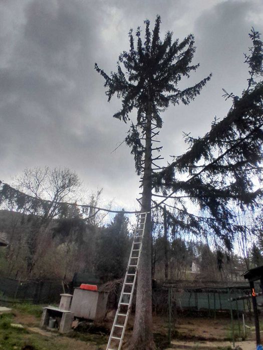 Рязане на опасни дървета,Кастрене,Косене