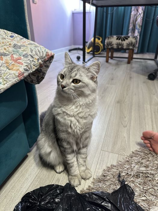 Кот породистый продаю