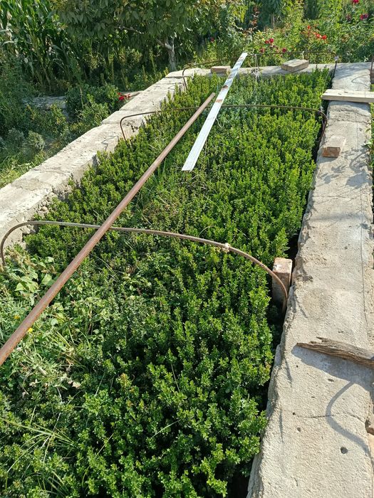 Самшит кучати 2 йиллик