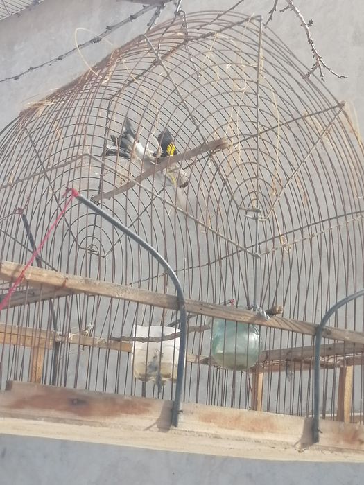 Клетка для сава срочно