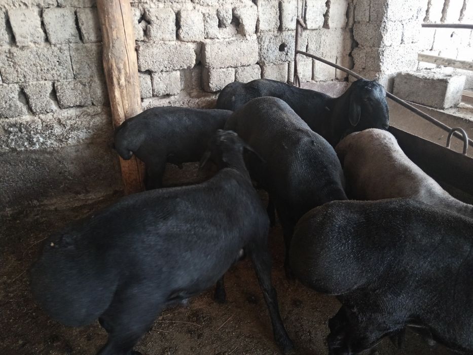 Qochqor, qoy, кочкор, кой, куй, quy,