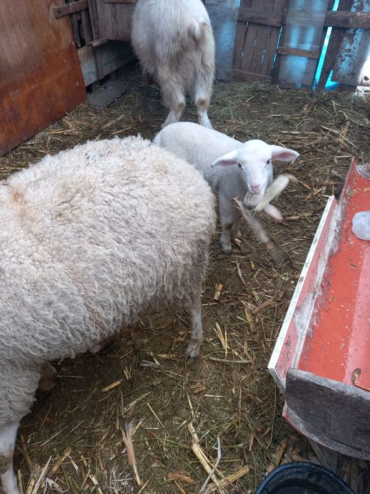 Oi cu miei de vânzare  1800 tot