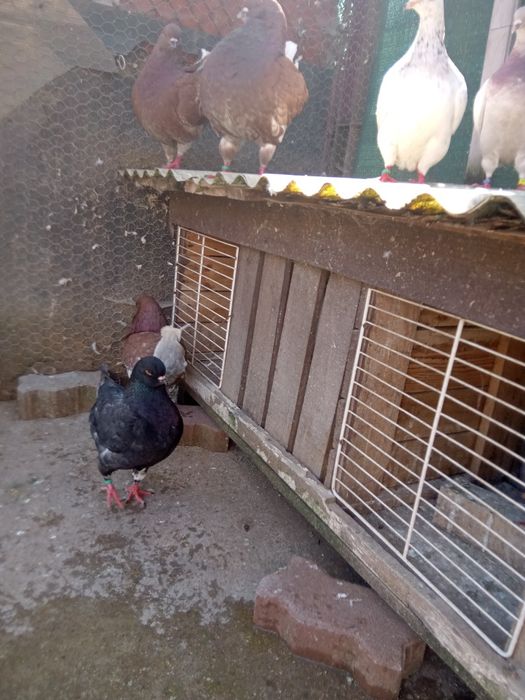 Porumbei king...