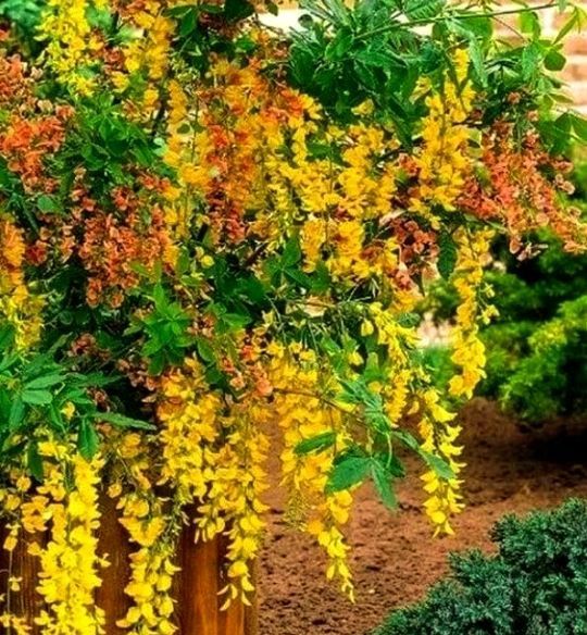 Salcâmul Lui Adam (2Culori )