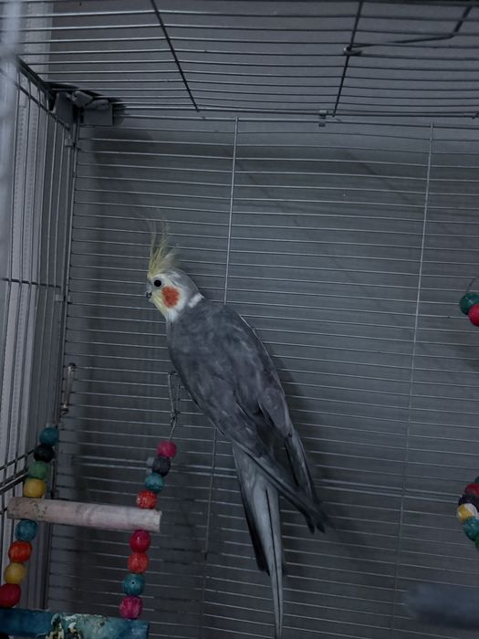 продам попугая корелла с клеткой