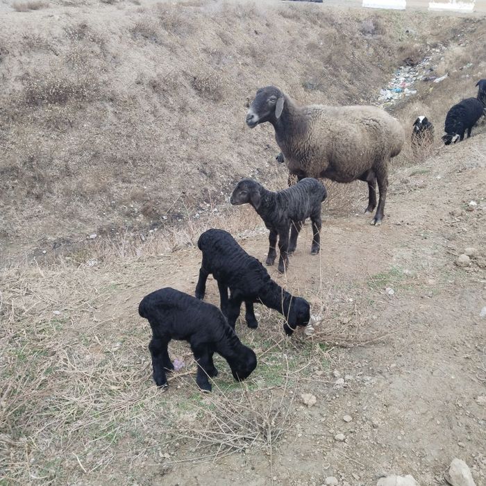Qoy sotiladi Egiz 3 bolali