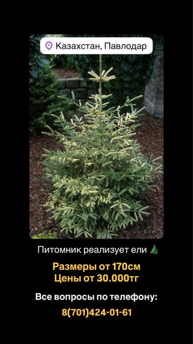 Сибирские ели!!!