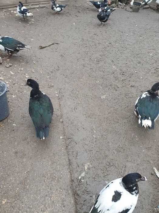 Vand rațe leșești mute+rățuște mici