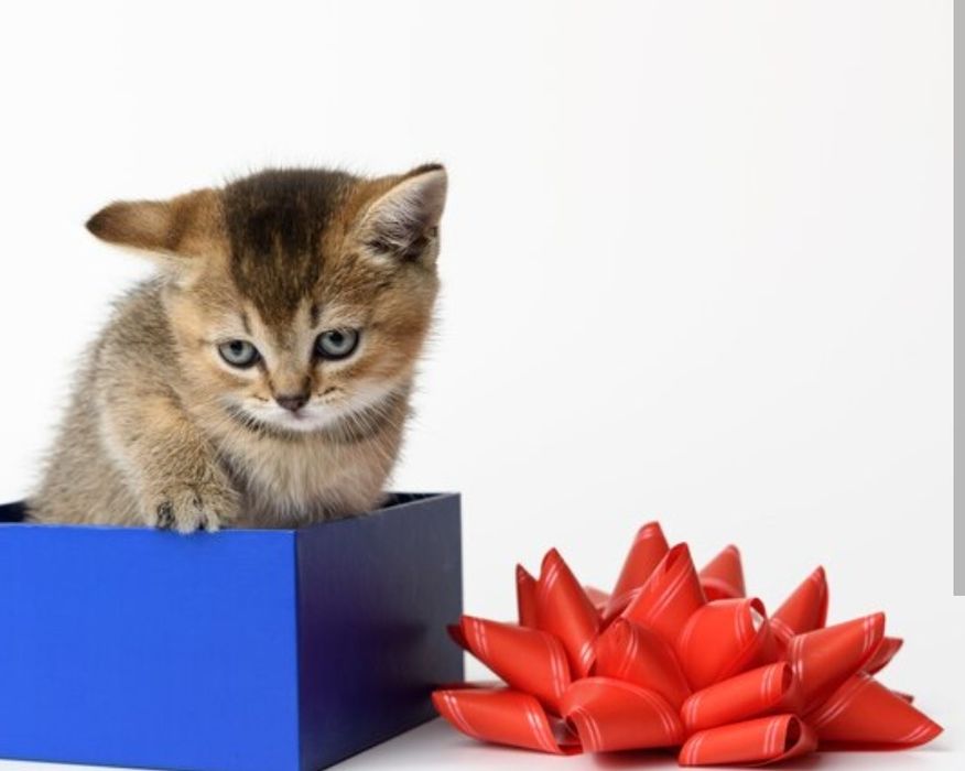 Шиншиллы Черное золото