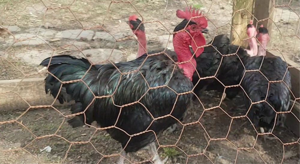 Cocos Gat Golas de Transilvania