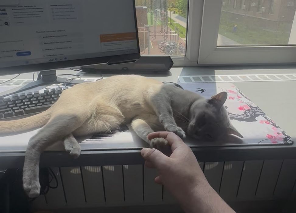 Кот Бурма Европейская