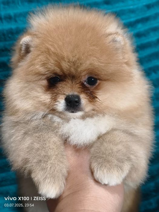 Очаровательные щенки шпица.