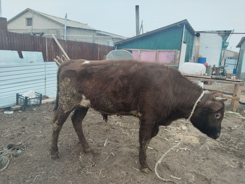 Продаётся бычок 1,5лет