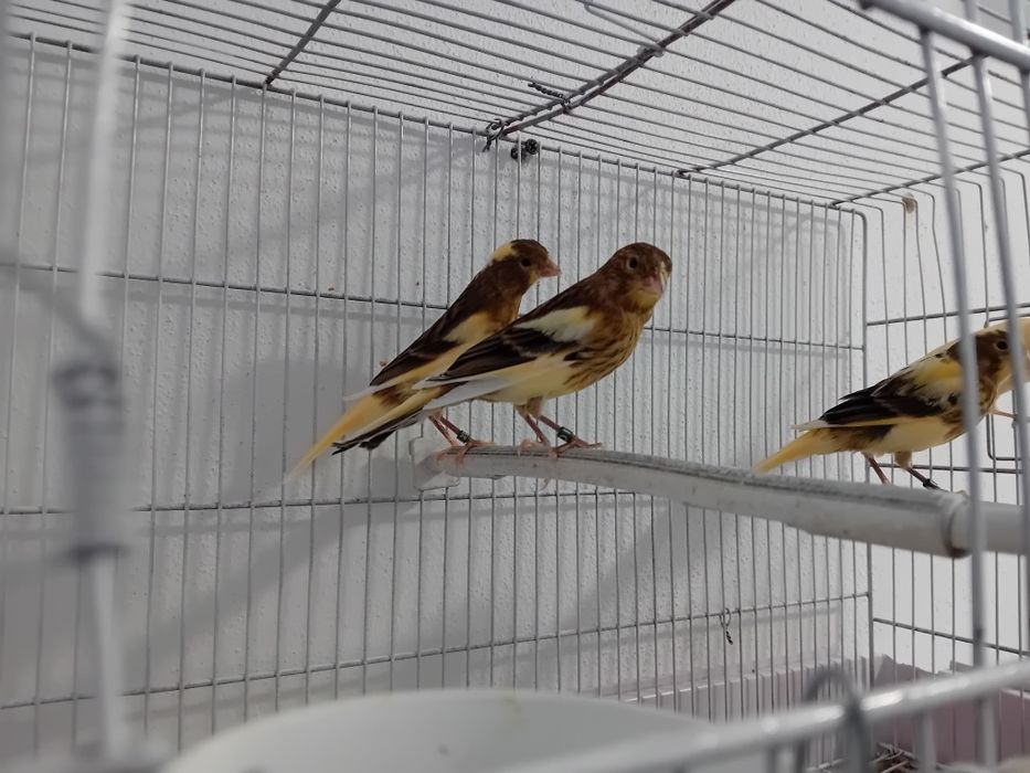 Canari timbrado  spaniol