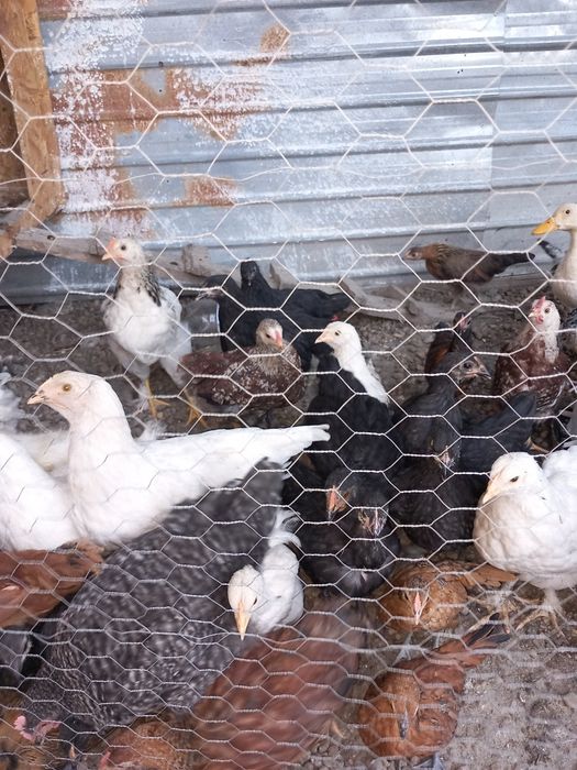 Puicuțe de oua !