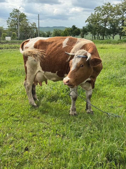 Vaca baltata 5 ani