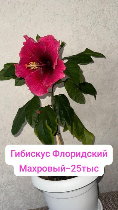 Гибискус Флоридский с очень большими цветками