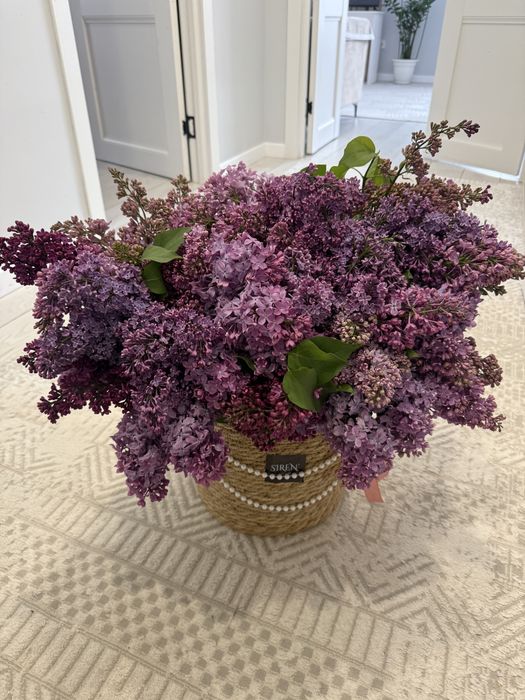 Продам свежую красивую сирень