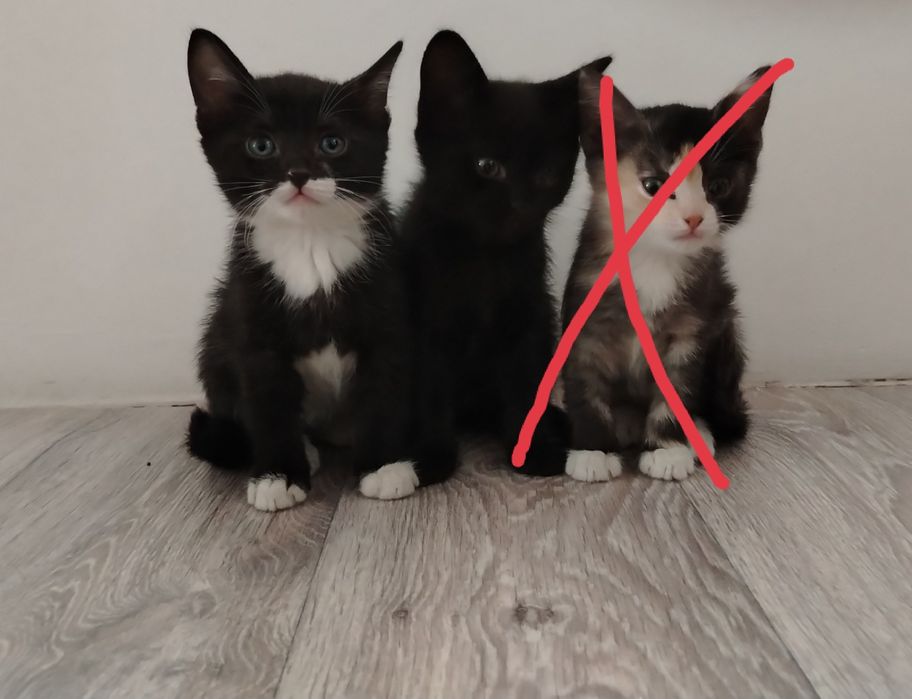 Котята в добрые руки