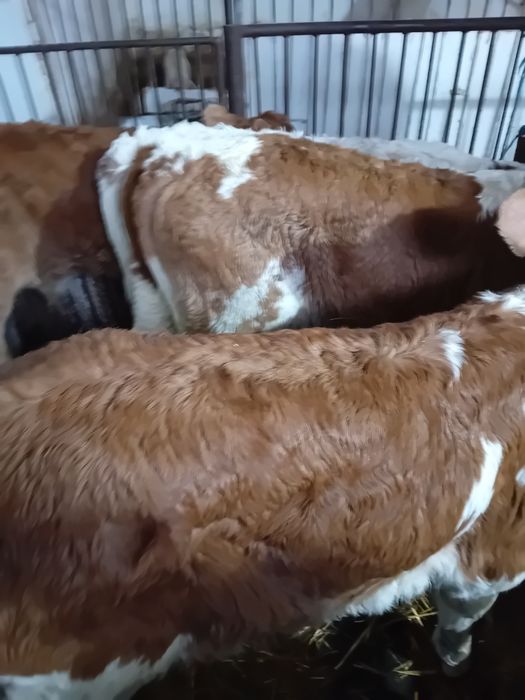 Taurasi și vitele  baltati  semiintarcati