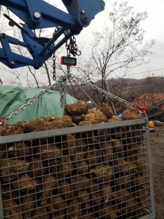 Sfeclă de zahăr pentru oi,vaci‼