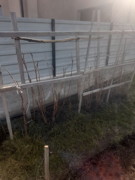 Fructe de padure mure tufe mari rodesc anul acesta