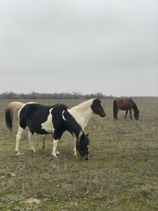 бие сатылат 4 бас семиз жаксы
