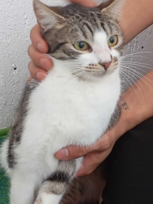 Donație pisici, adopție