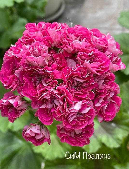 Пеларгонии укорененные черенки